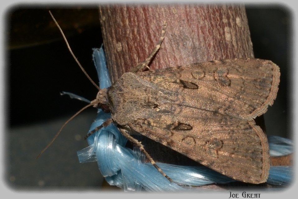 Agrotis segetum - vetési földibagoly