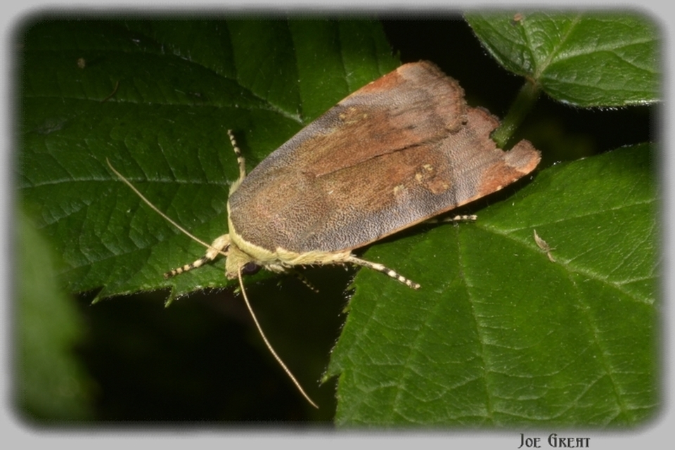 Noctua janthe/janthina