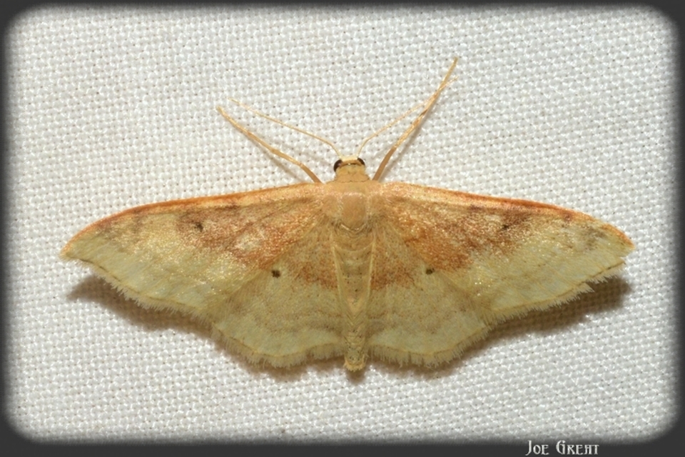 Idaea degeneraria - barnasávos araszoló