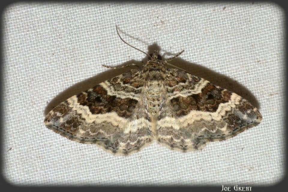 Epirrhoe alternata - galaj-tarkaaraszoló