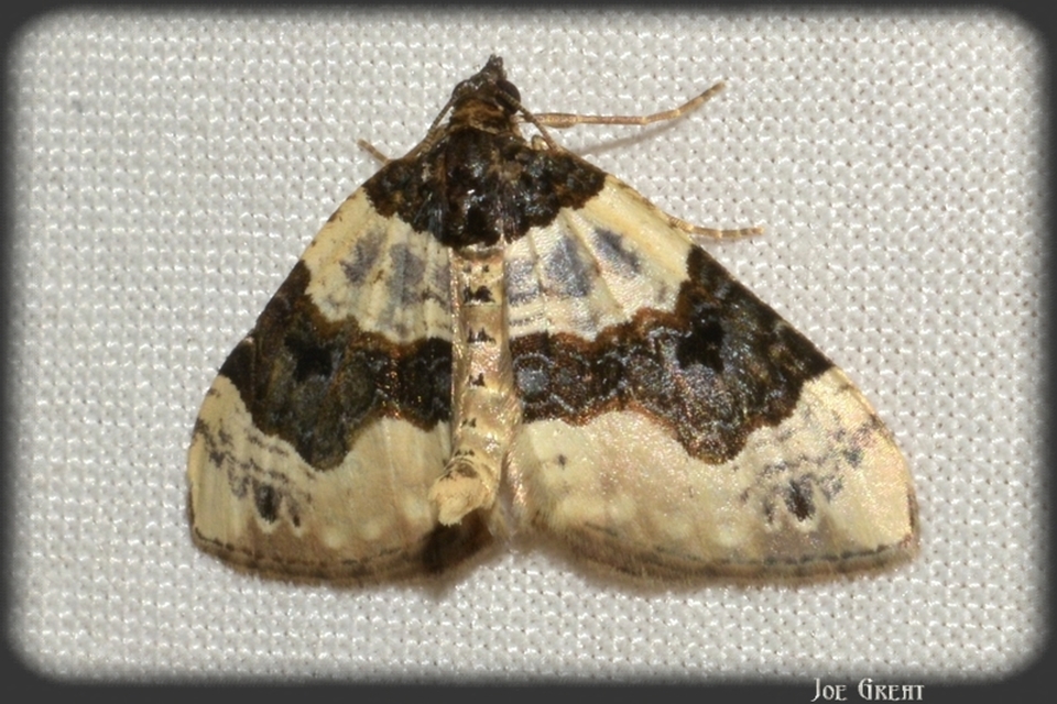 Cosmorhoe ocellata - szemes galajaraszoló