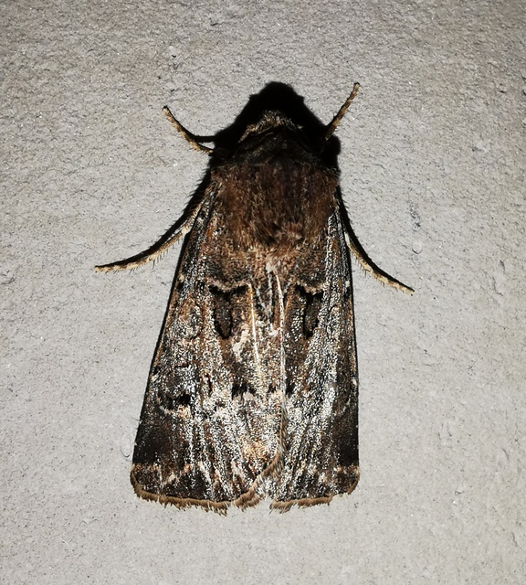 Agrotis bigramma - kétjegyű földibagoly