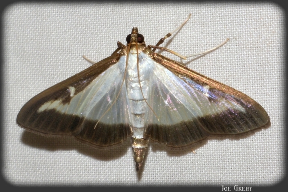 Cydalima perspectalis - puszpáng-tűzmoly