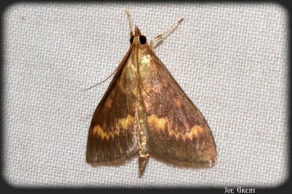 Ostrinia nubilalis - kukoricamoly