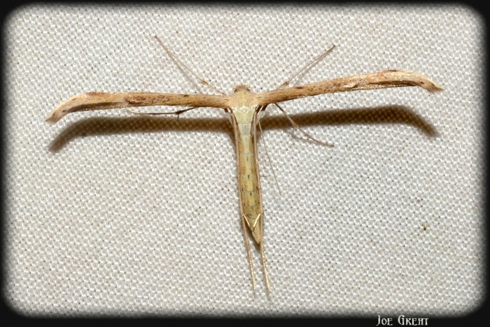 Pterophoridae - tollasmolyfélék