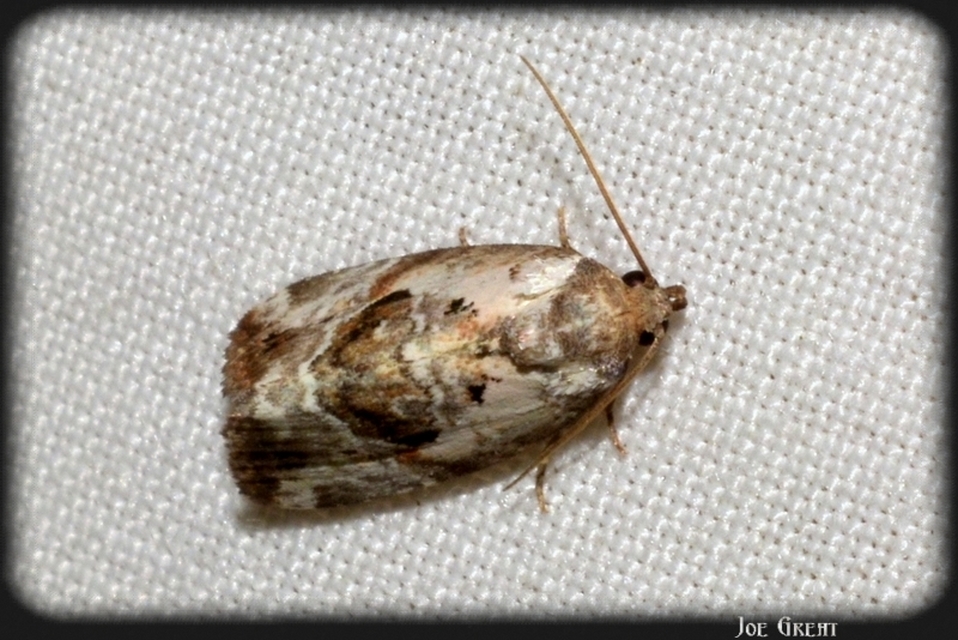 Hapalotis venustula - rózsaszínű mázasbagoly