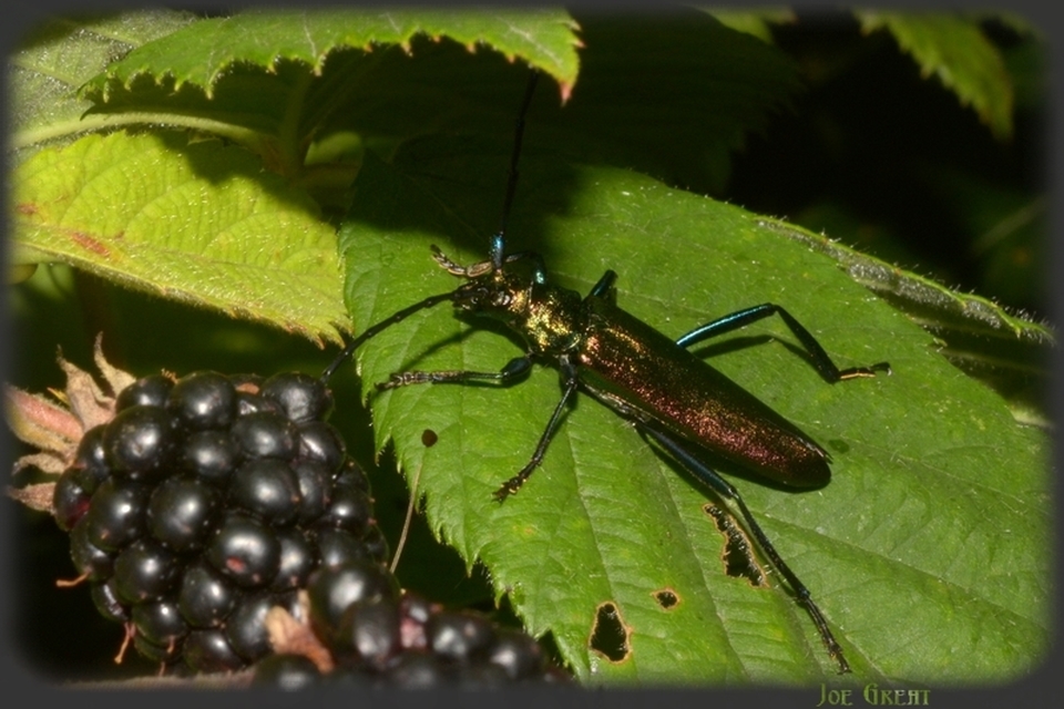 Aromia moschata - pézsmacincér