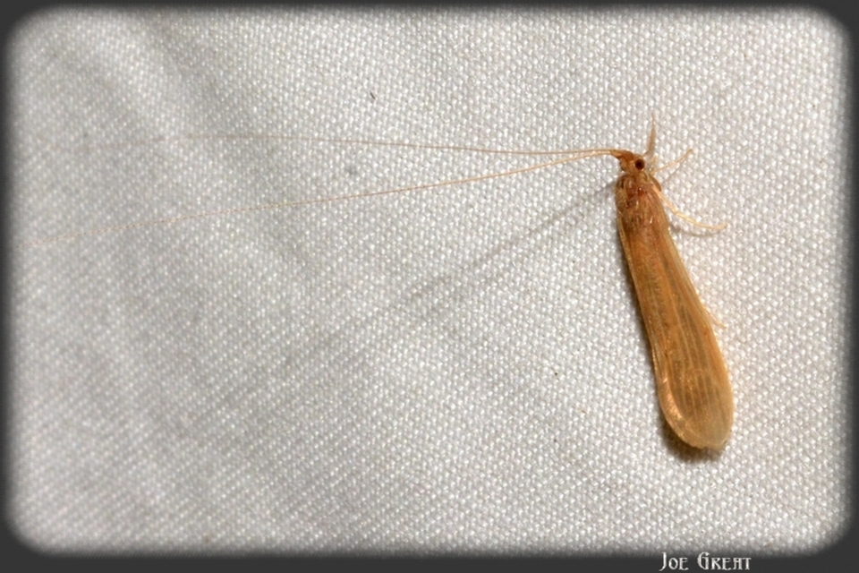 Trichoptera - Tegzesek