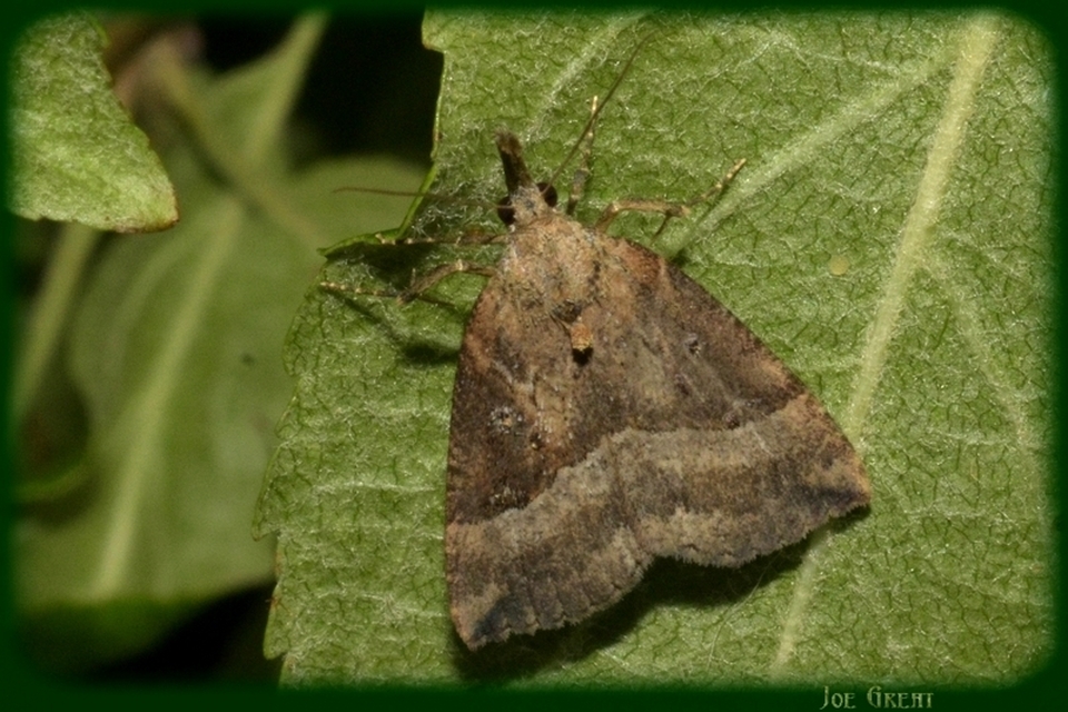 Hypena rostralis - közönséges karcsúbagoly