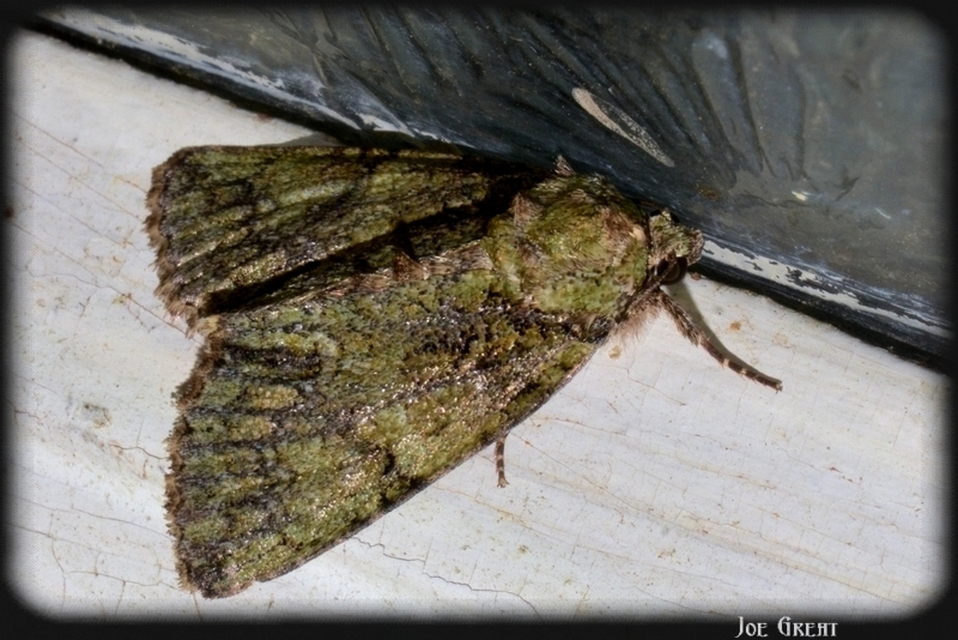 Polyphaenis sericata - selyemfényű erdeibagoly