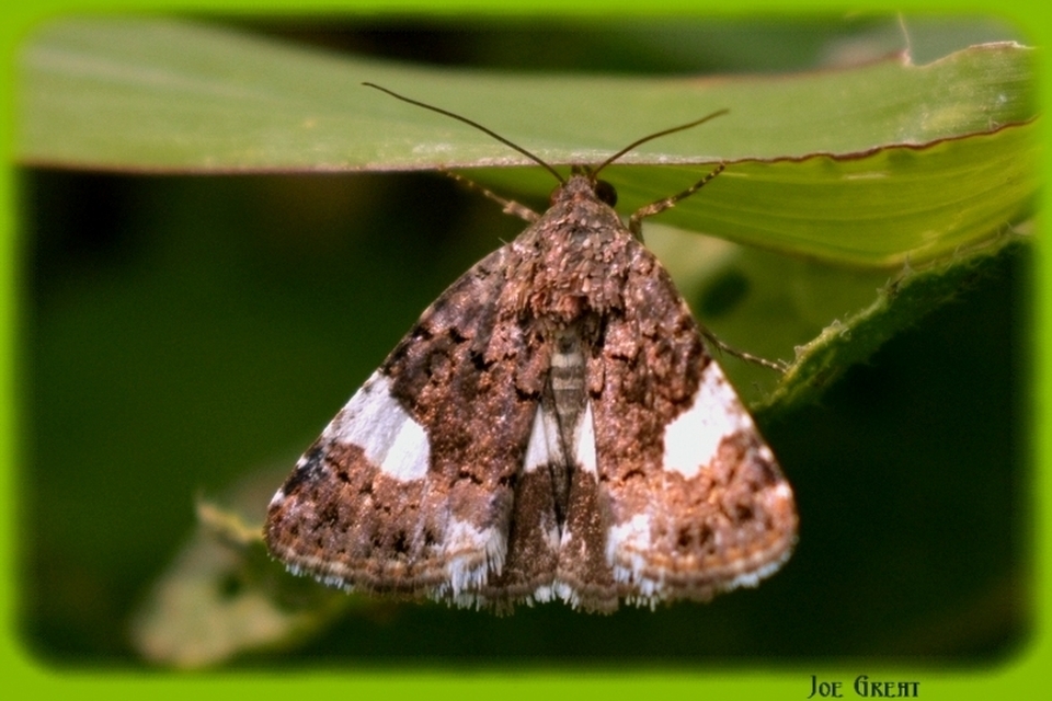 Tyta luctuosa - fekete nappalibagoly