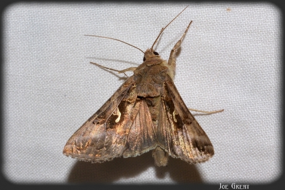 Autographa gamma - gammalepke
