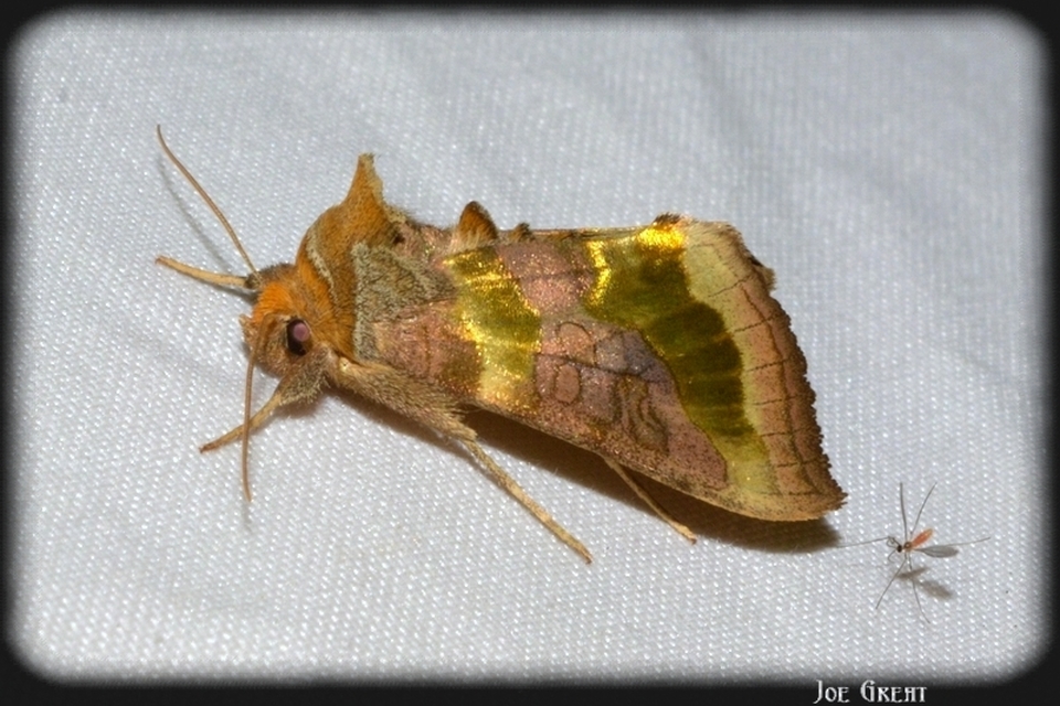 Diachrysia chrysitis - aranybagoly