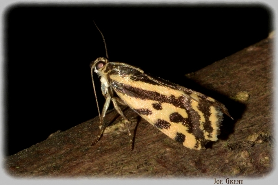 Emmelia trabealis - zebrabagoly