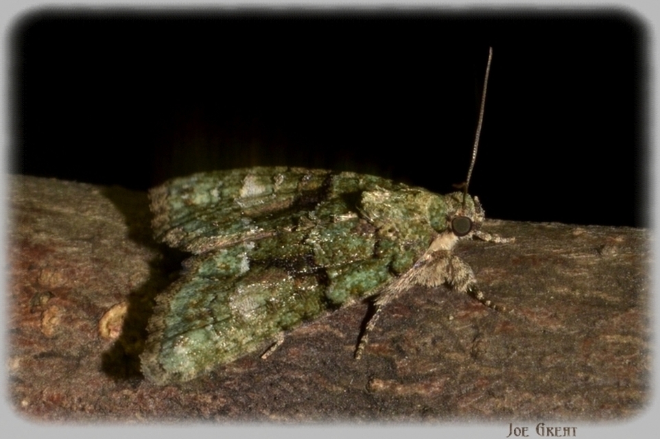 Cryphia algae - sárgászöld zuzmóbagoly