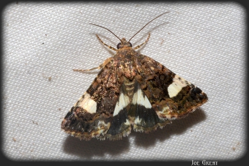 Tyta luctuosa - fekete nappalibagoly