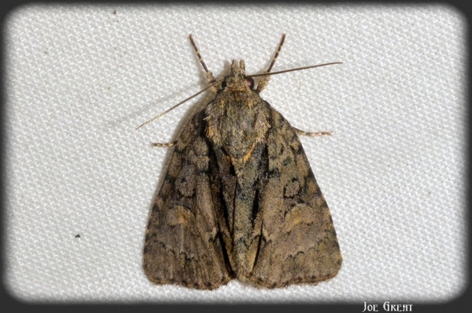 Acronicta strigosa - kis szigonyosbagoly