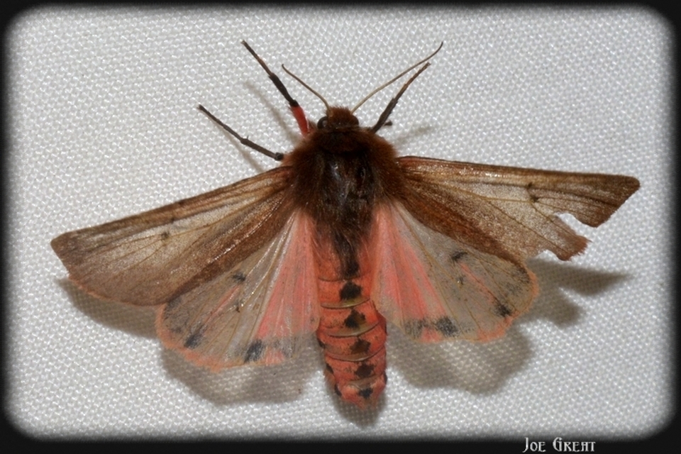 Phragmatobia fuliginosa - füstös medvelepke