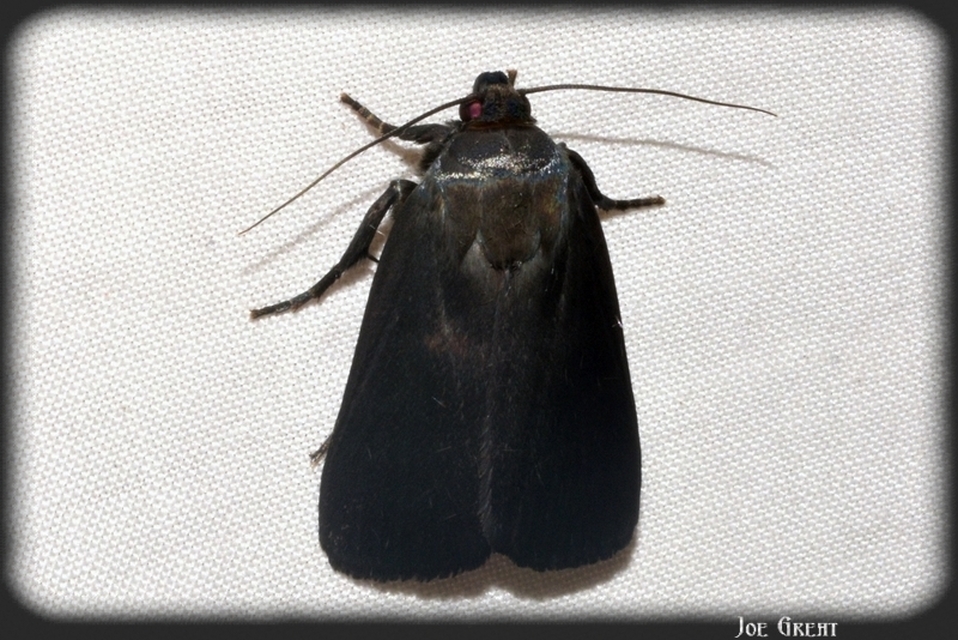 Amphipyra livida - zsírfényű bagoly