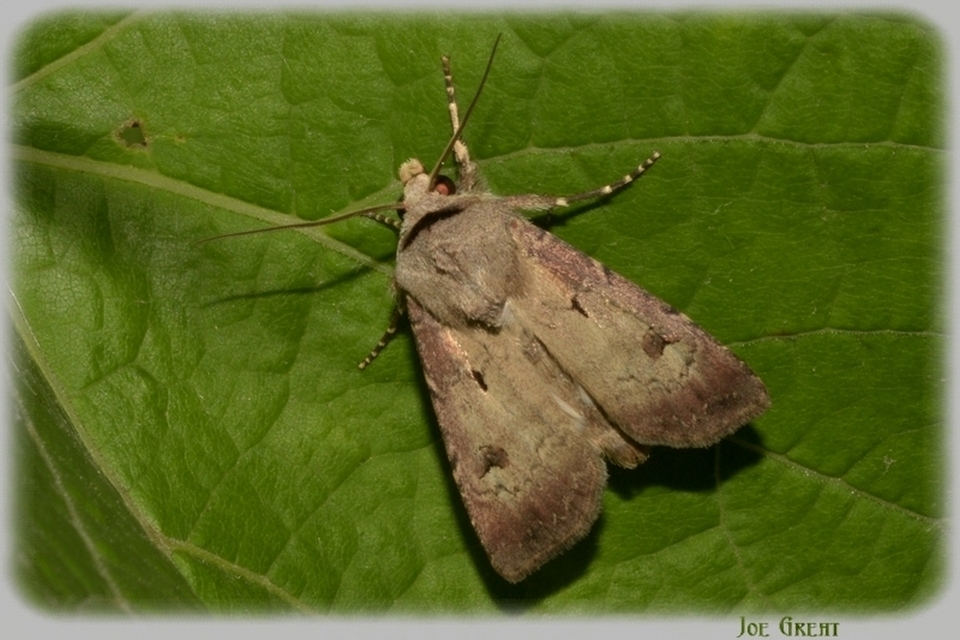 Agrotis exclamationis - felkiáltójeles földibagoly