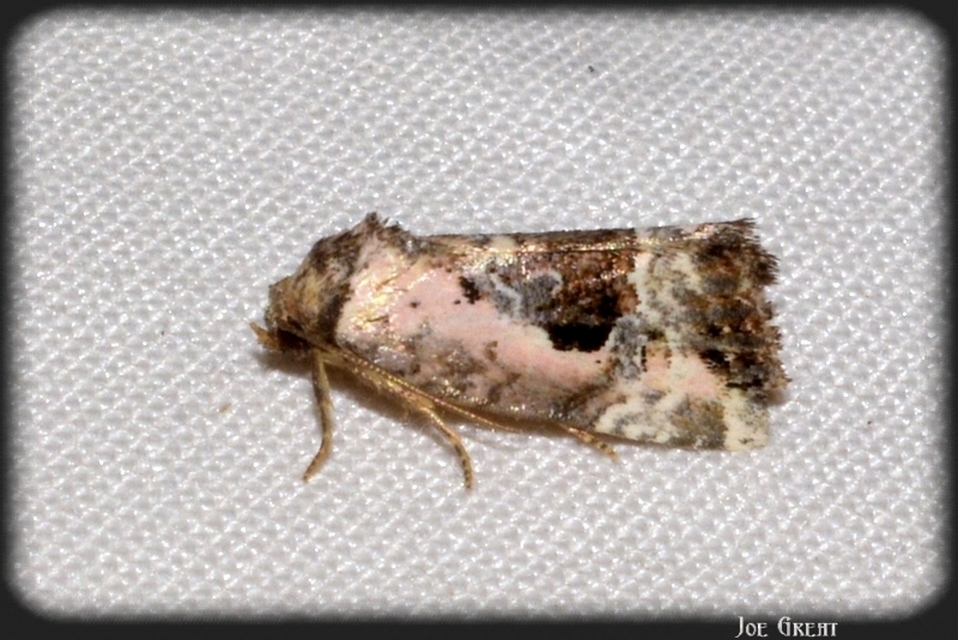 Hapalotis venustula - rózsaszínű mázasbagoly
