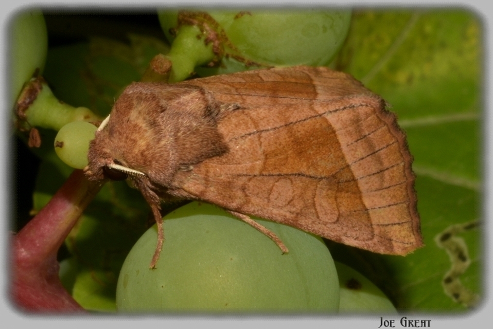 Hydraecia micacea - csillogó acsalapubagoly