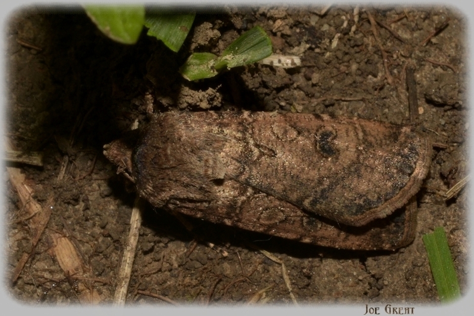 Agrotis segetum - vetési földibagoly
