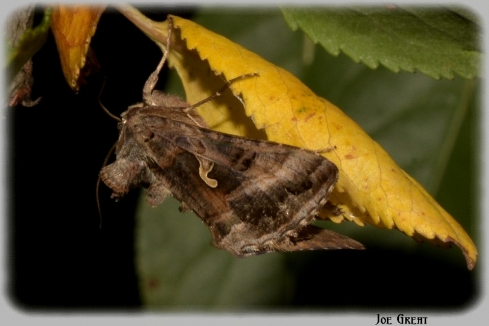 Autographa gamma - gammalepke