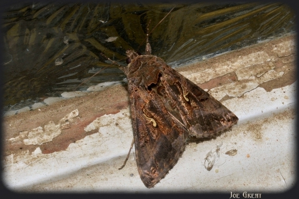 Autographa gamma - gammalepke