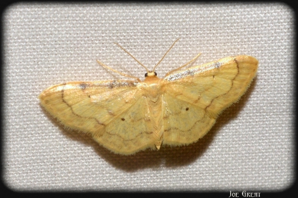 Idaea politaria - vonalas apróaraszoló