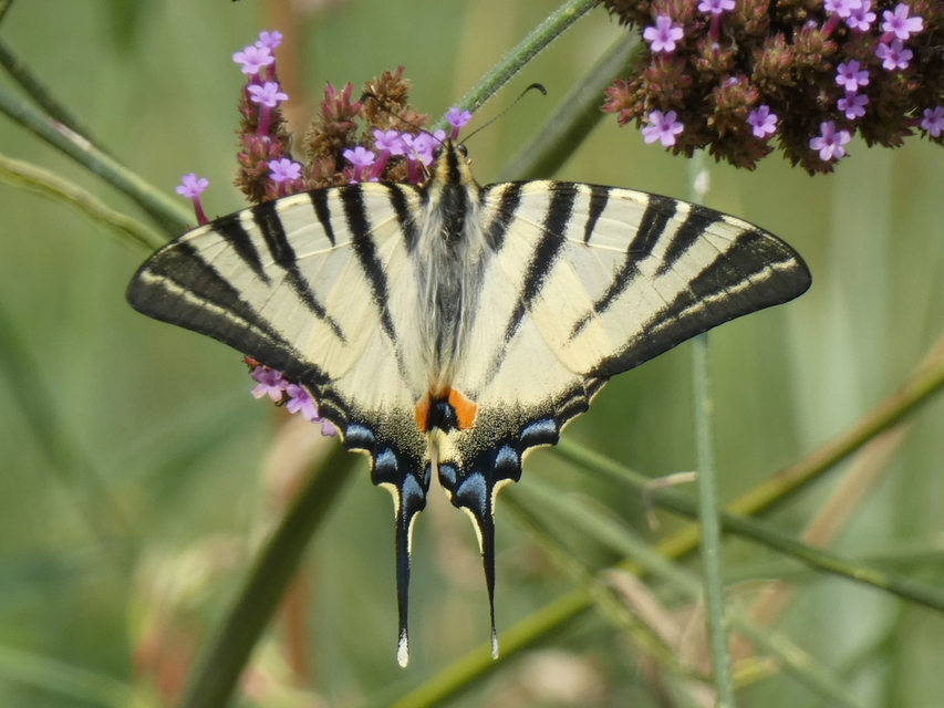 Iphiclides podalirius - kardoslepke