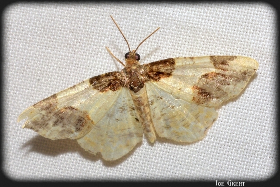 Ligdia adustata - barna levélaraszoló