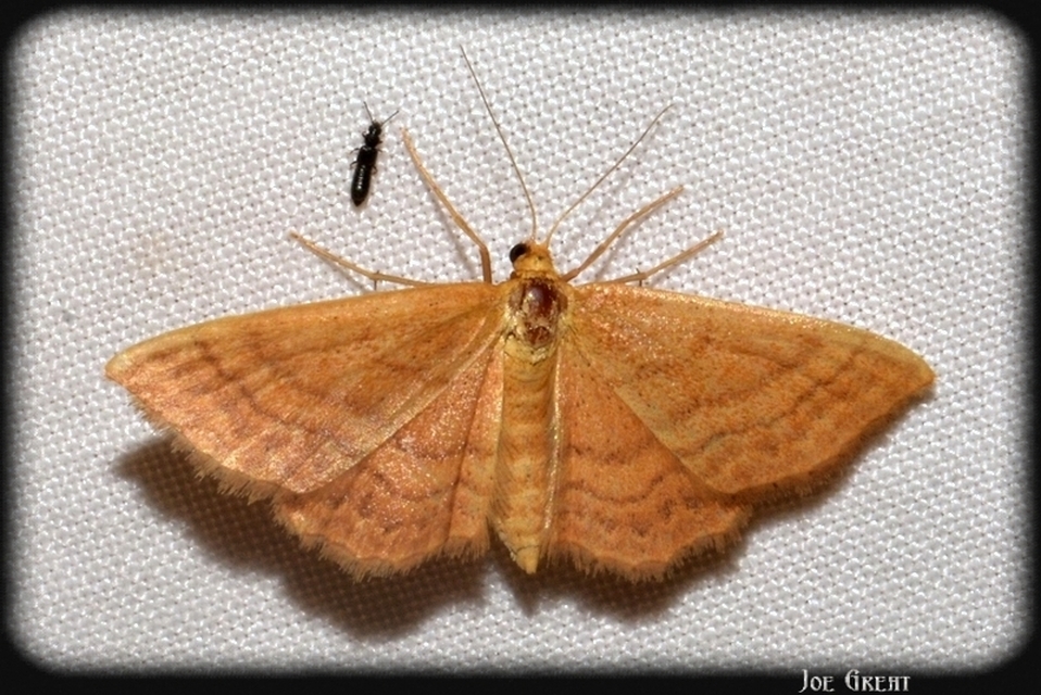 Idaea ochrata - okkerszínű sávosaraszoló