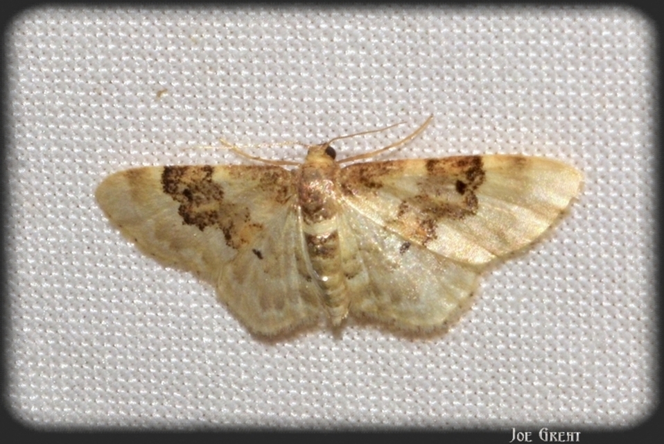 Idaea rusticata - tarka apróaraszoló