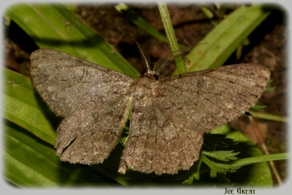 Hypomecis punctinalis - pettyes faaraszoló