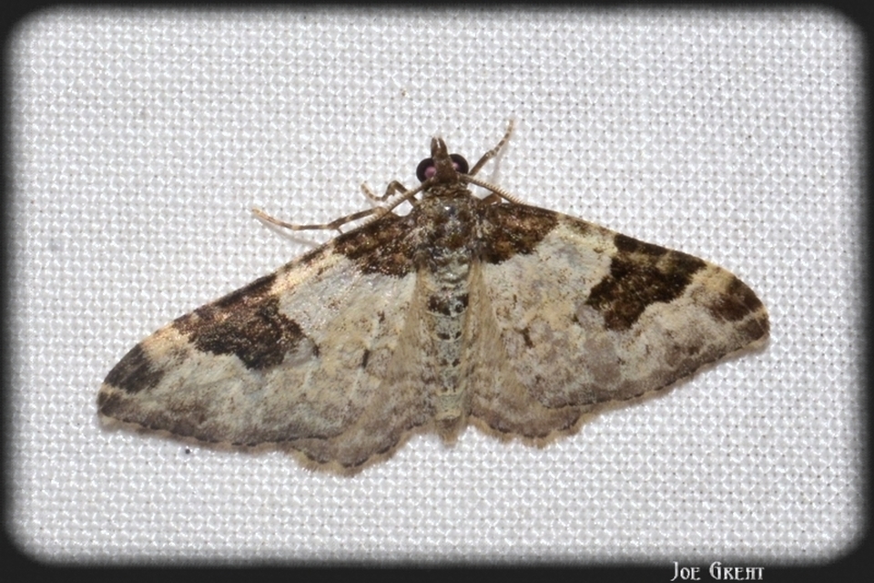 Xanthorhoe fluctuata - közönséges tarkaaraszoló