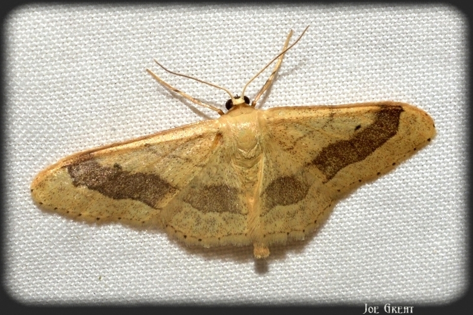 Idaea aversata - nagy sávosaraszoló