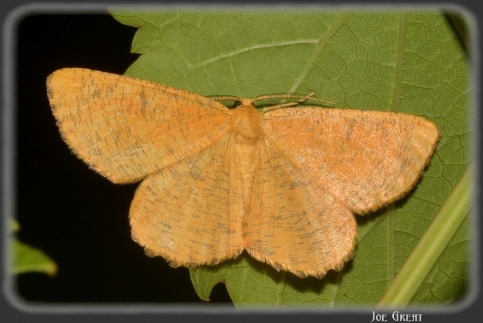 Angerona prunaria - sárga kökényaraszoló