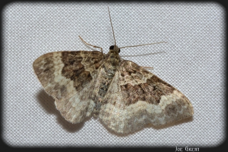 Epirrhoe alternata - galaj-tarkaaraszoló
