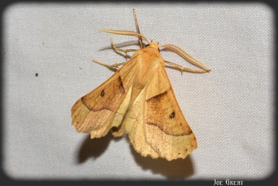 Crocallis elinguaria - sárga sávosaraszoló