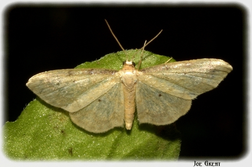 Idaea politaria - vonalas apróaraszoló