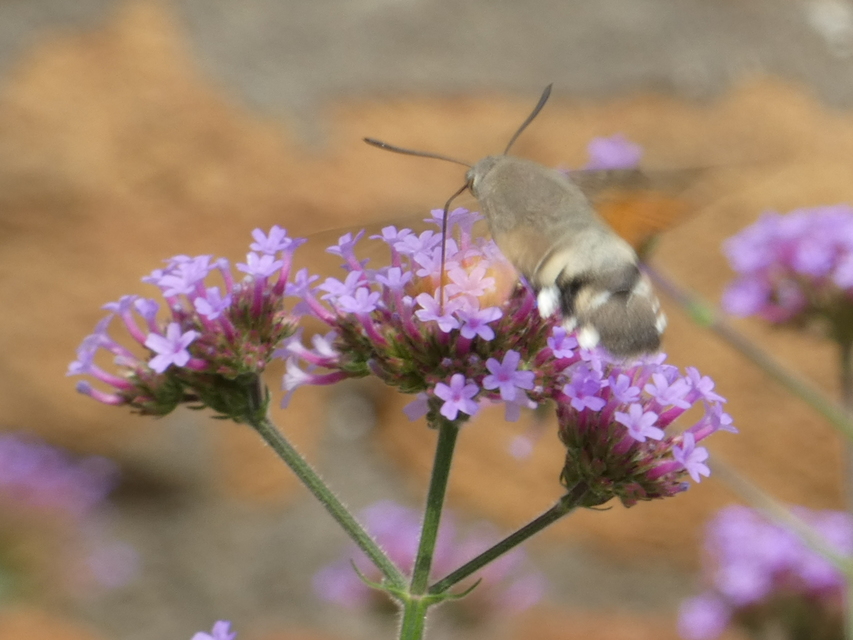 Macroglossum stellatarum - kacsafarkú szender