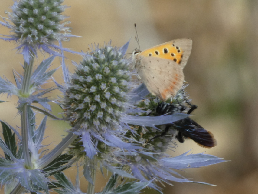 Lycaena phlaeas - közönséges tűzlepke