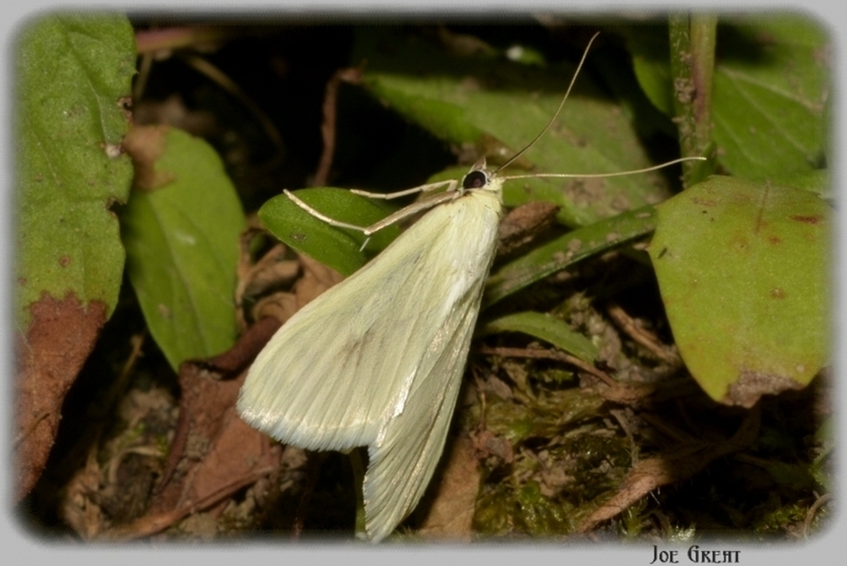 Sitochroa palealis - kénszárnyú dudvamoly