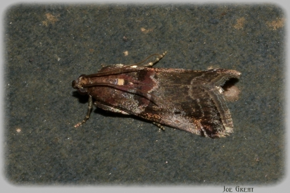 Pyralidae - fényiloncák