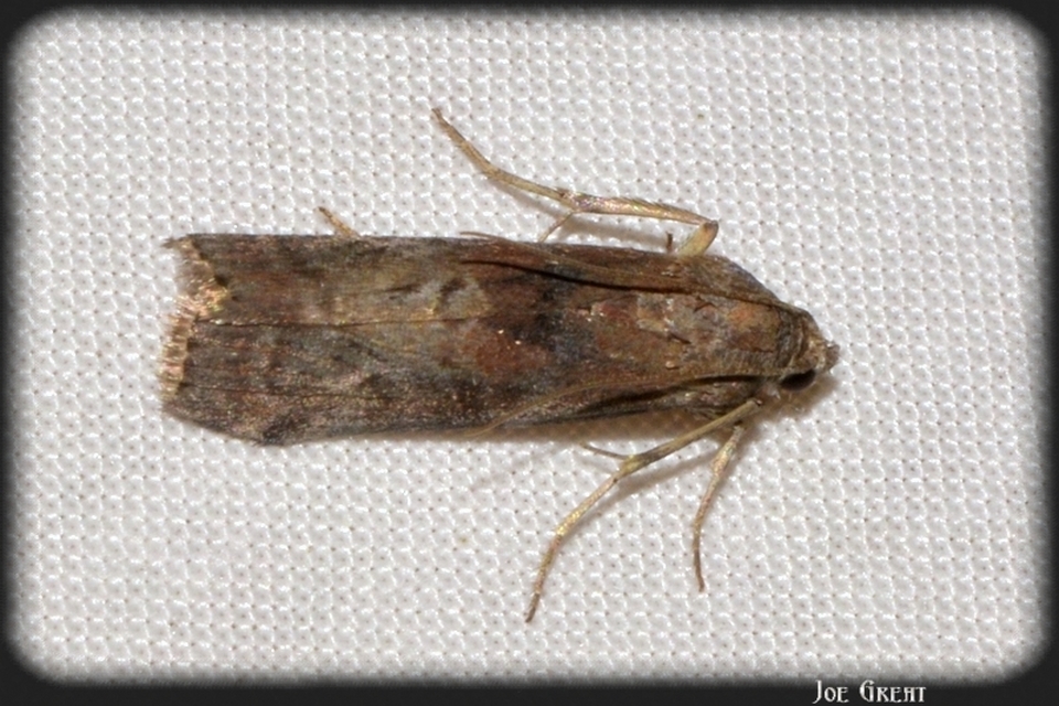 Pyralidae - fényiloncák