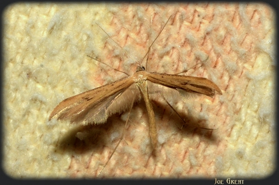 Pterophoridae - tollasmolyfélék