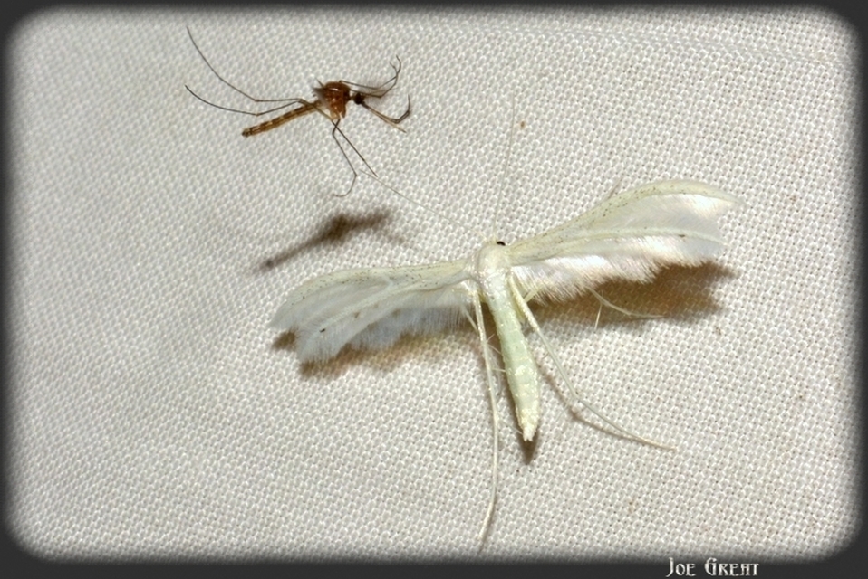 Pterophoridae - tollasmolyfélék