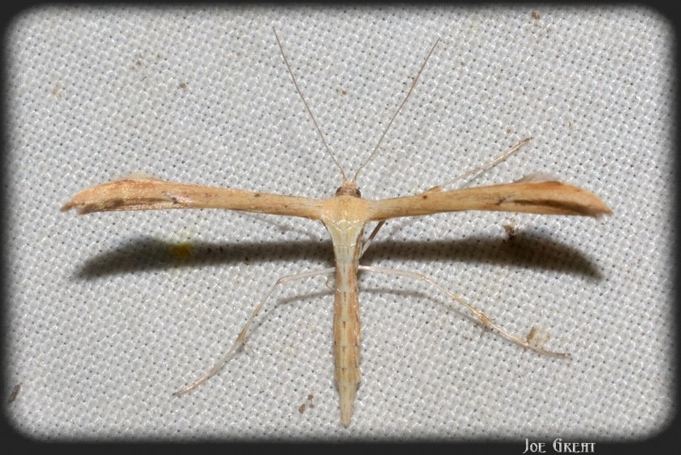 Pterophoridae - tollasmolyfélék