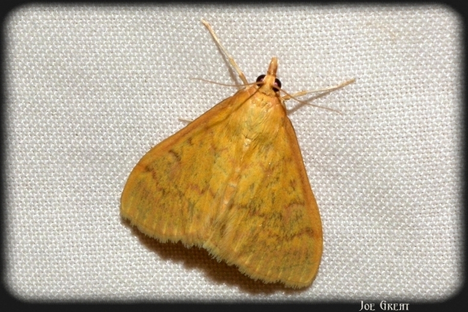 Ostrinia nubilalis - kukoricamoly